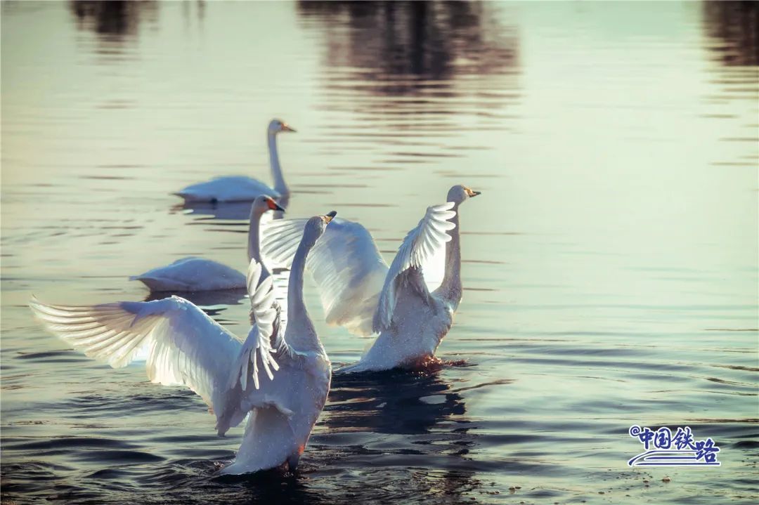 绝美同框！坐火车偶遇白天鹅是什么体验