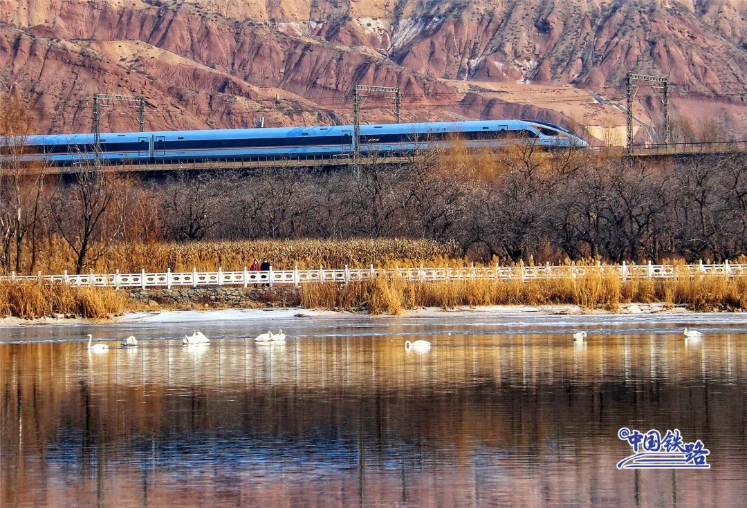 绝美同框！坐火车偶遇白天鹅是什么体验