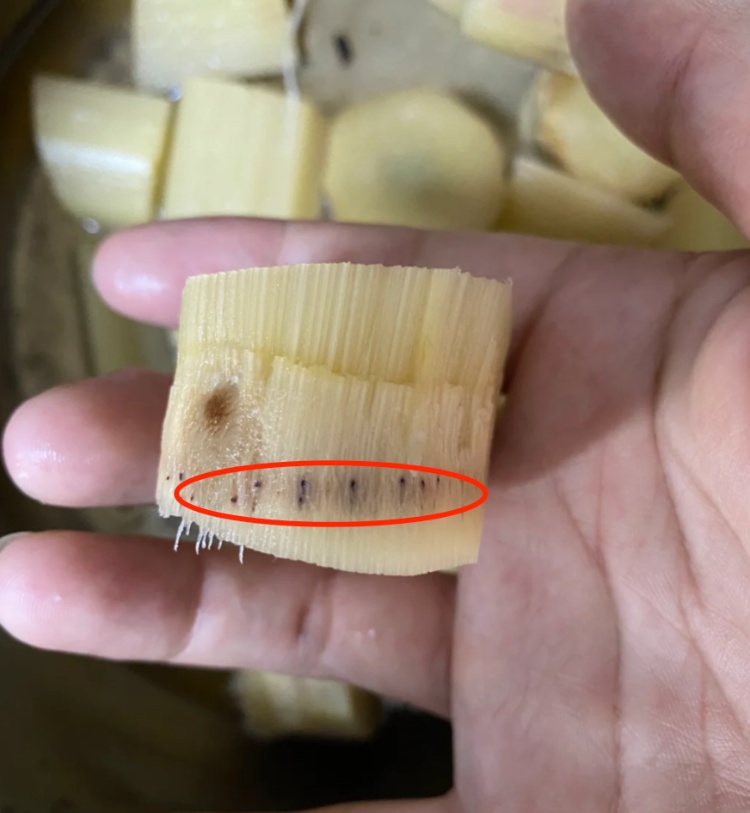 网友吃甘蔗发现“结节黑点”怀疑是针眼，种植户发声