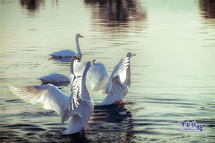 坐火车与天鹅同框 这两条线路不容错过 坐火车与天鹅同框 这两条线路不容错过