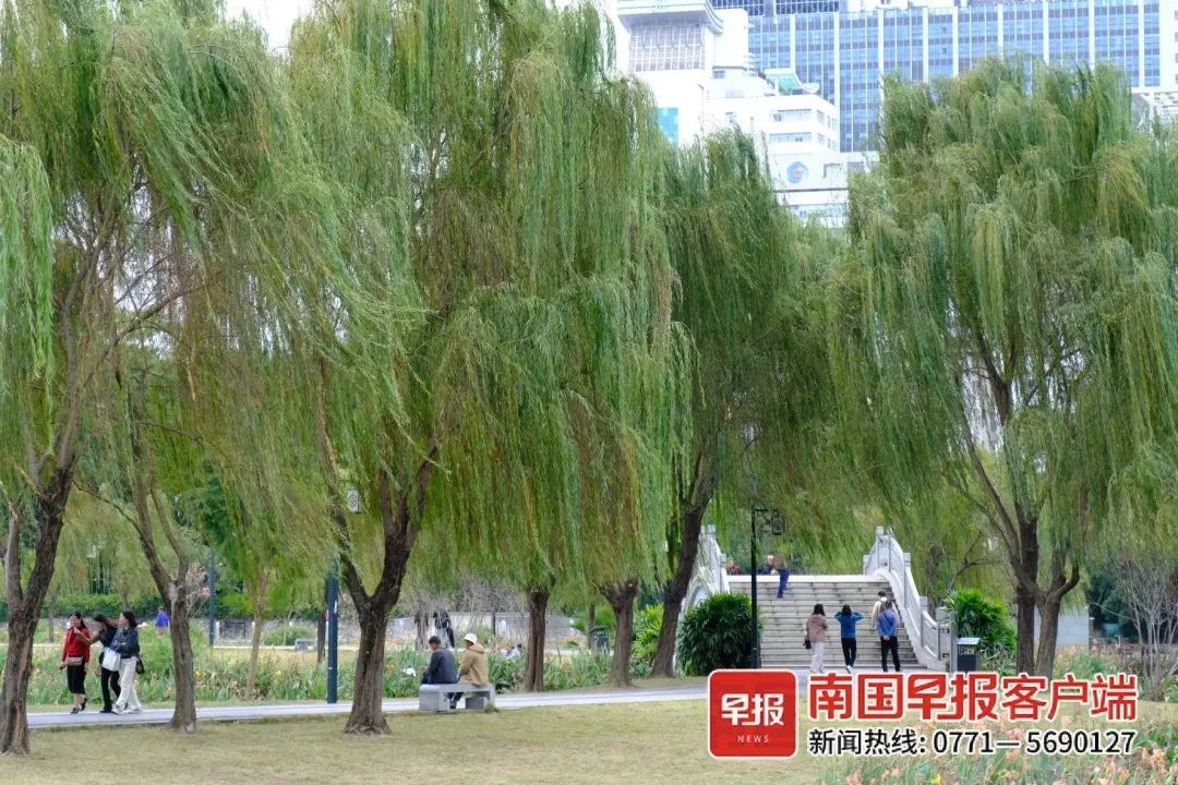 咦？南宁竟有芒果树秋冬反季结果！专家这样说——