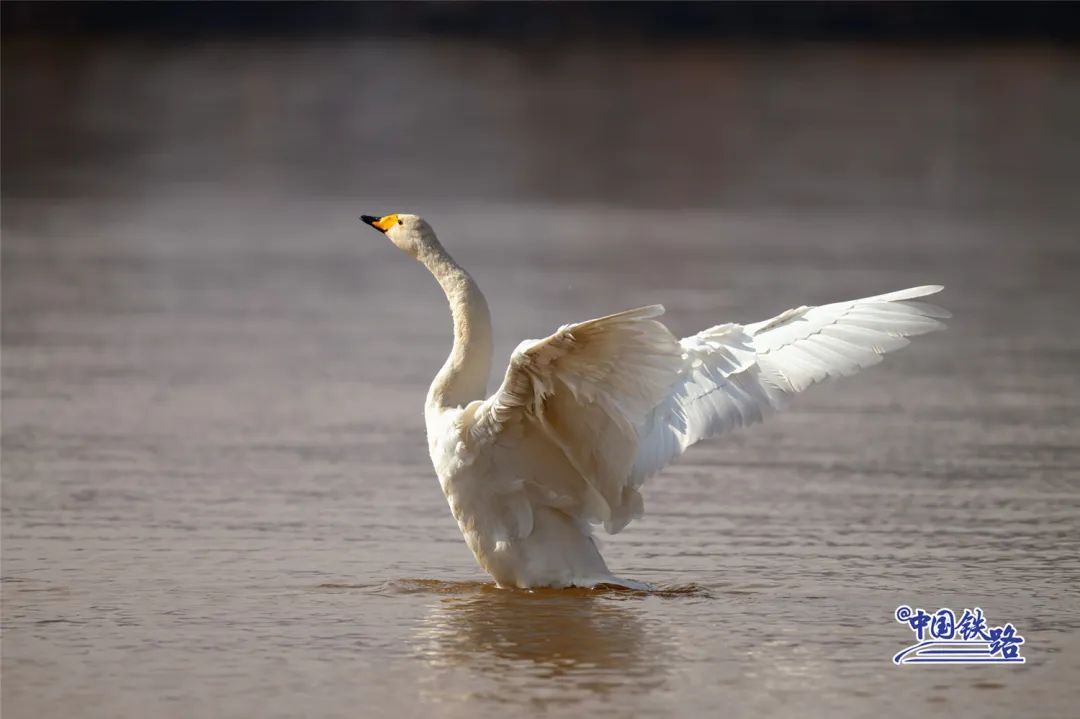 绝美同框！坐火车偶遇白天鹅是什么体验