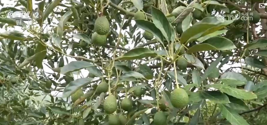 从山间果园到全球餐桌!国产鲜果打开海外市场 传递中国味道 从山间果园到全球餐桌!国产鲜果打开海外市场 传递中国味道