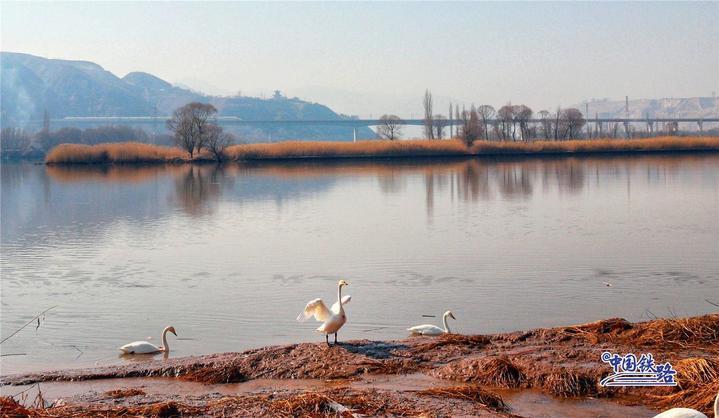 坐火车与天鹅同框 这两条线路不容错过 坐火车与天鹅同框 这两条线路不容错过