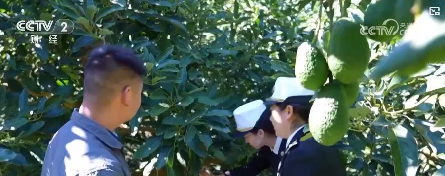 从山间果园到全球餐桌!国产鲜果打开海外市场 传递中国味道 从山间果园到全球餐桌!国产鲜果打开海外市场 传递中国味道