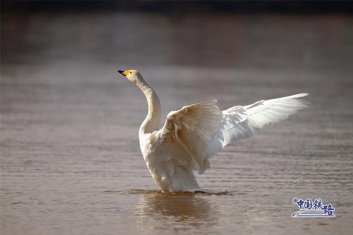 坐火车与天鹅同框 这两条线路不容错过 坐火车与天鹅同框 这两条线路不容错过