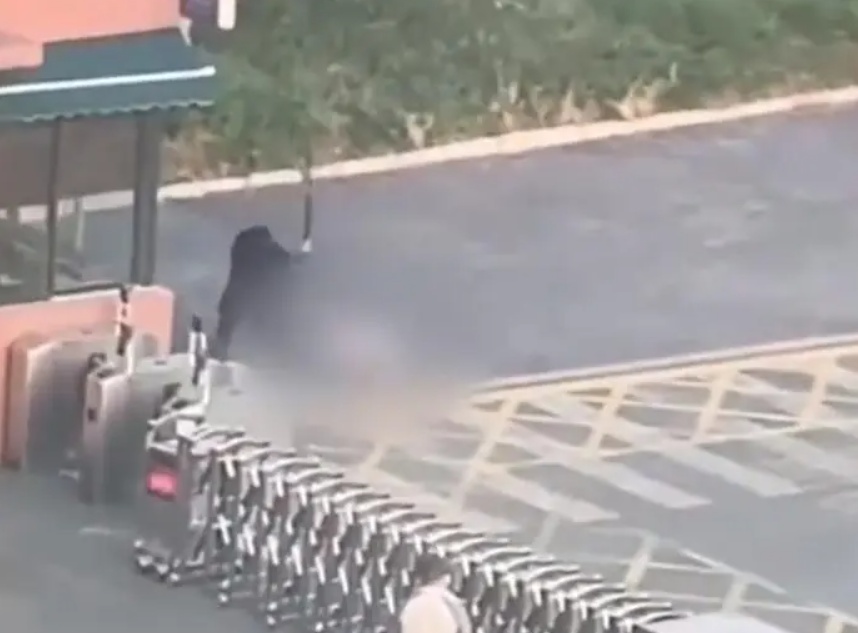 大学保安打死流浪狗,最新通报:已解聘 大学保安打死流浪狗,最新通报:已解聘