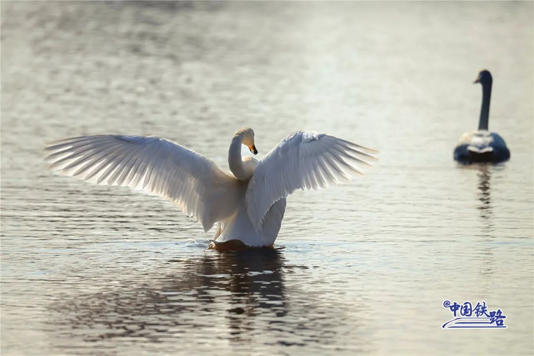 绝美同框！坐火车偶遇白天鹅是什么体验