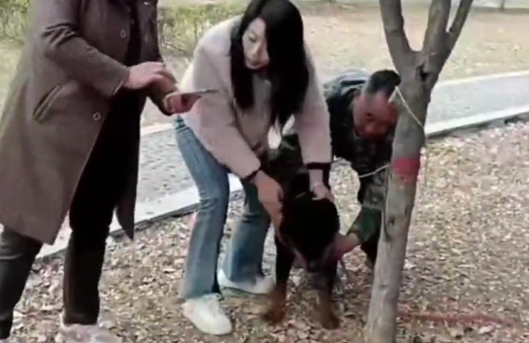 痛心！3岁男孩被烈性犬撕咬，头部缝了30多针！事发21天没找到狗主人