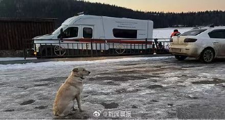 主人落水身亡狗狗在原地守到找回尸体 主人落水身亡狗狗在原地守到找回尸体