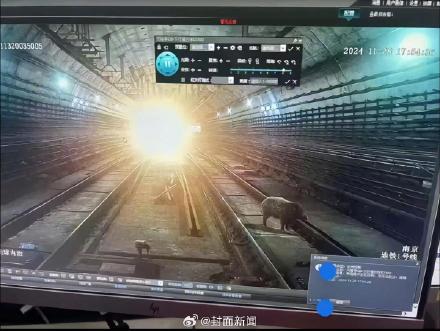 南京地铁回应隧道现野猪致晚点 :属实,正调查核实详情 南京地铁回应隧道现野猪致晚点 :属实,正调查核实详情