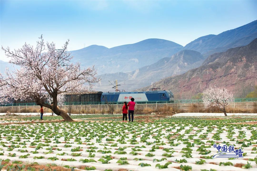 绝美同框！坐火车偶遇白天鹅是什么体验