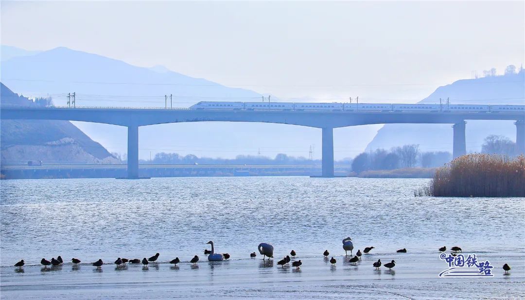 绝美同框！坐火车偶遇白天鹅是什么体验