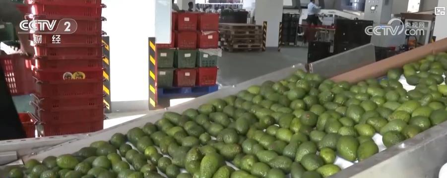 从山间果园到全球餐桌!国产鲜果打开海外市场 传递中国味道 从山间果园到全球餐桌!国产鲜果打开海外市场 传递中国味道