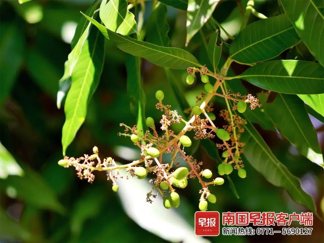 咦？南宁竟有芒果树秋冬反季结果！专家这样说——