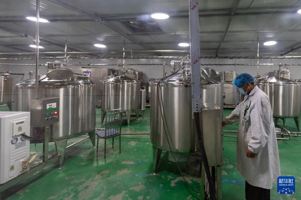 西藏那曲：牦牛奶产业助牧民增收就业