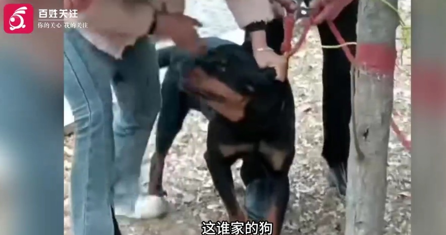 痛心！3岁男孩被烈性犬撕咬，头部缝了30多针！事发21天没找到狗主人