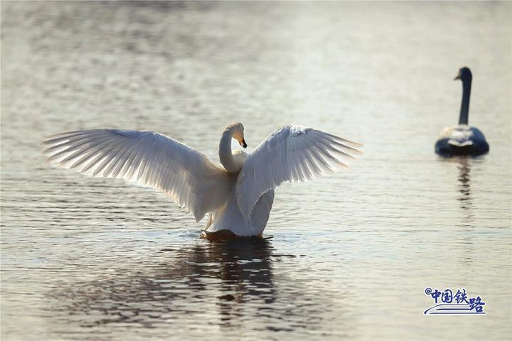 坐火车与天鹅同框 这两条线路不容错过 坐火车与天鹅同框 这两条线路不容错过