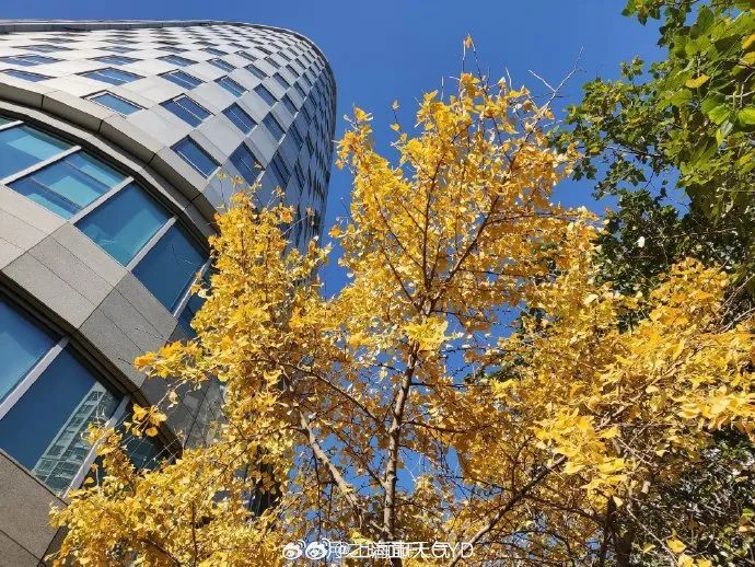 上海两区今晨跌破冰点！下周直冲18℃，入冬暂停了？官方回应→