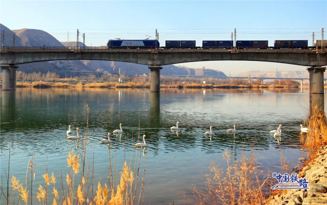 绝美同框！坐火车偶遇白天鹅是什么体验