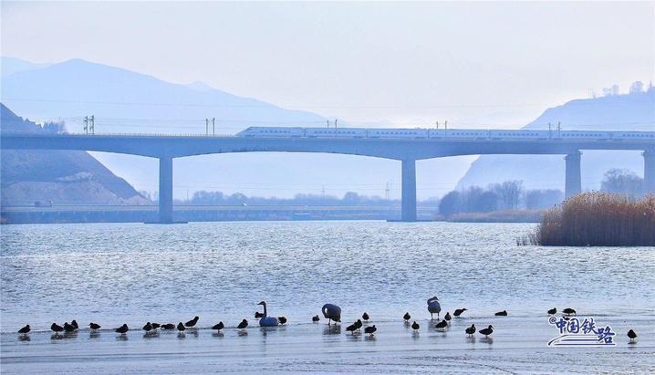 坐火车与天鹅同框 这两条线路不容错过 坐火车与天鹅同框 这两条线路不容错过