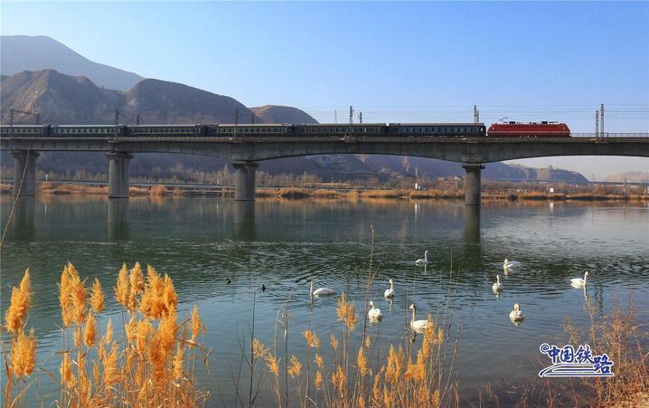 坐火车与天鹅同框 这两条线路不容错过 坐火车与天鹅同框 这两条线路不容错过