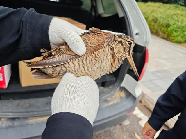 翱翔吧！100余只获救鸟类重返蓝天