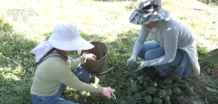 从山间果园到全球餐桌!国产鲜果打开海外市场 传递中国味道 从山间果园到全球餐桌!国产鲜果打开海外市场 传递中国味道