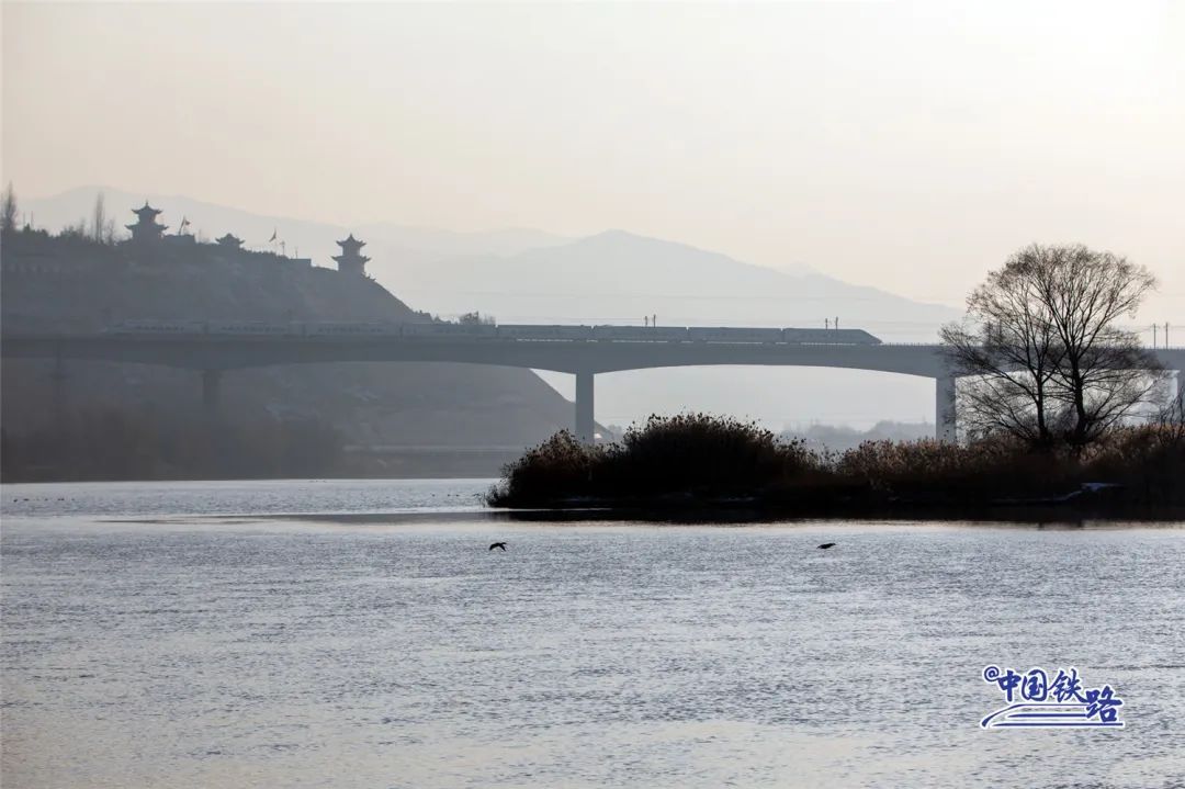 绝美同框！坐火车偶遇白天鹅是什么体验