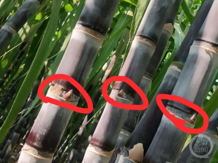 网友吃甘蔗发现“结节黑点”怀疑是针眼，种植户发声