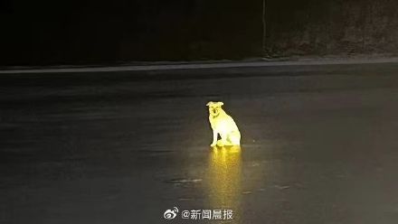 主人落水身亡狗狗在原地守到找回尸体 主人落水身亡狗狗在原地守到找回尸体