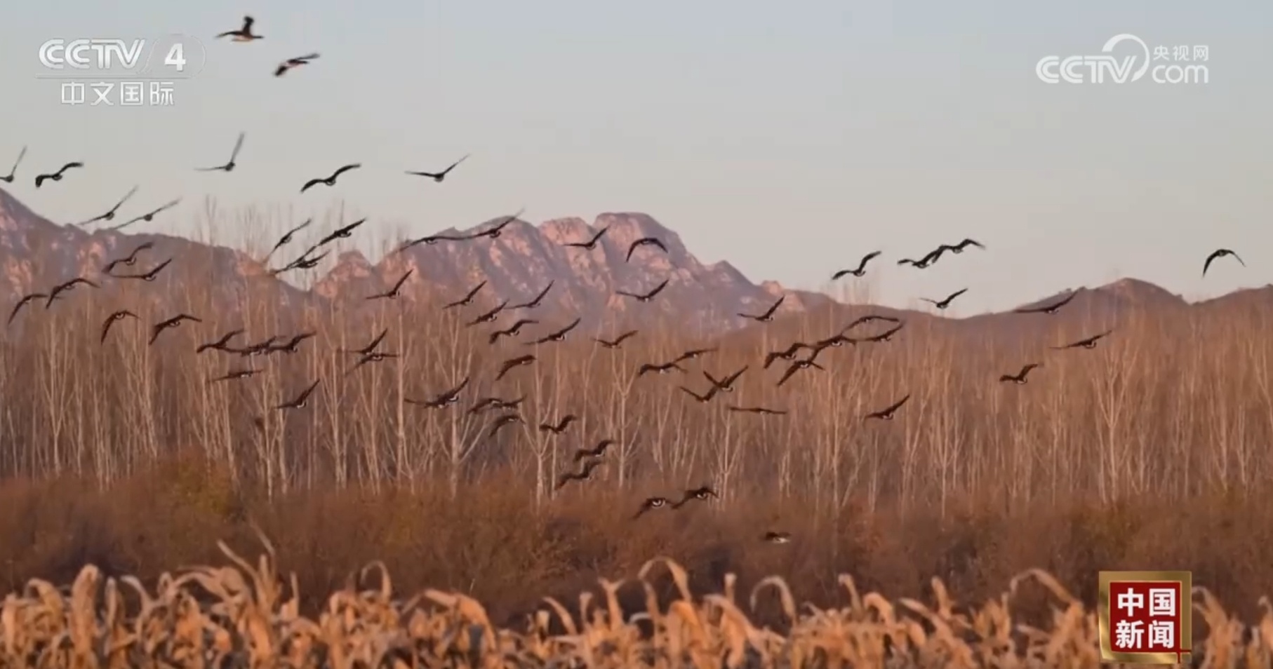 大批迁徙候鸟聚集奏响绿色发展“交响乐” 美丽中国生态画卷不断铺展