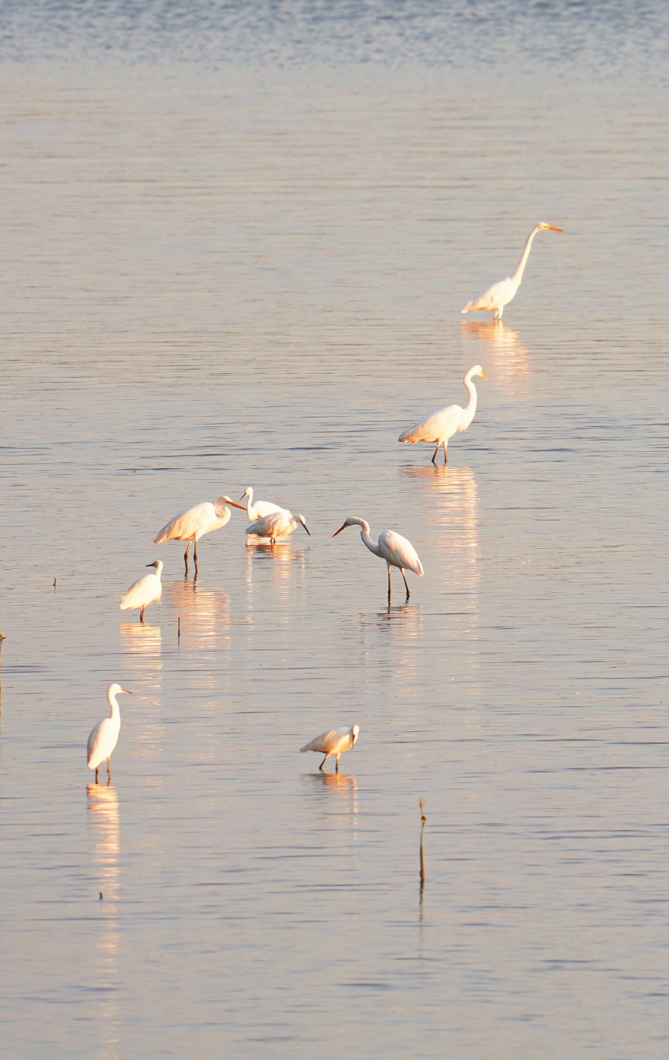 冬季来海南看“精灵”啦！这些地方可观测→