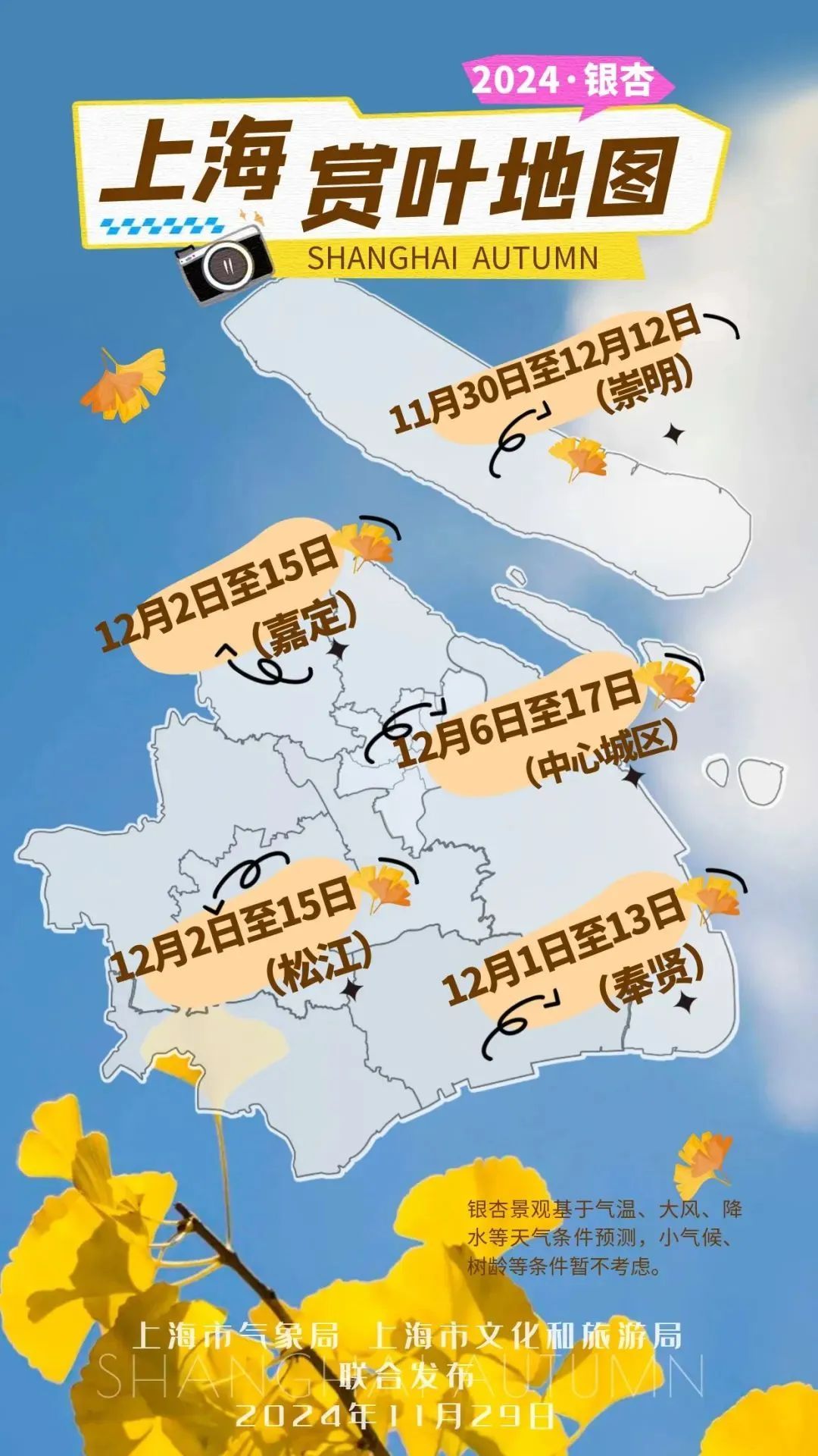 银杏最佳观赏期即将到来！这份上海赏叶地图快收好→