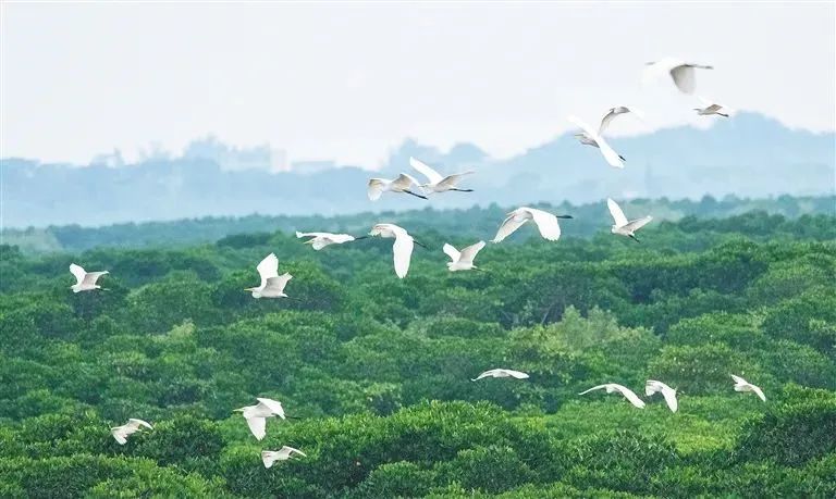 冬季来海南看“精灵”啦！这些地方可观测→