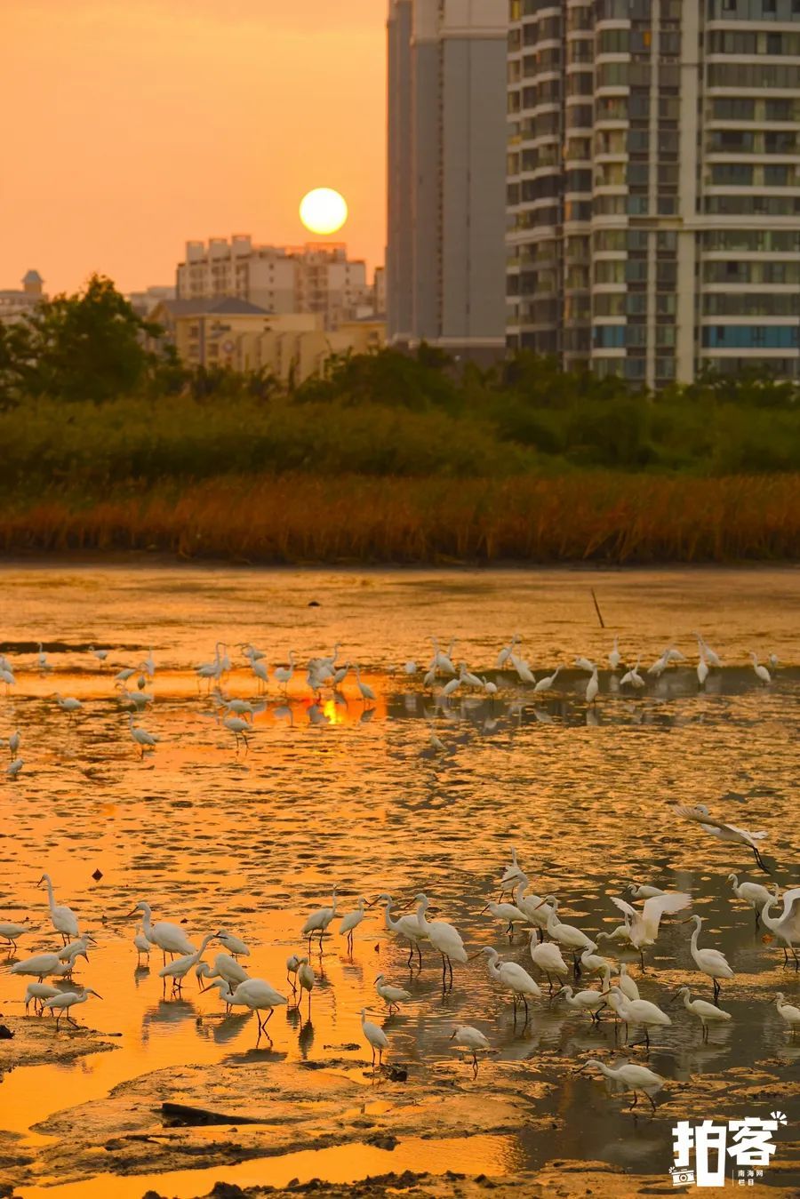 冬季来海南看“精灵”啦！这些地方可观测→