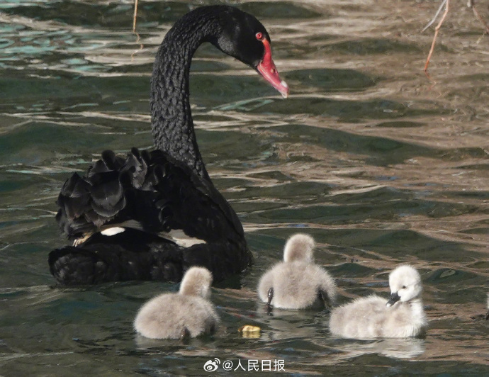 可可爱爱！被颐和园的黑天鹅幼崽萌化了
