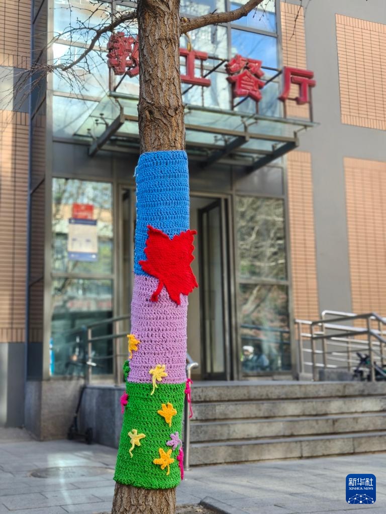 北京：校园树木穿“毛衣”