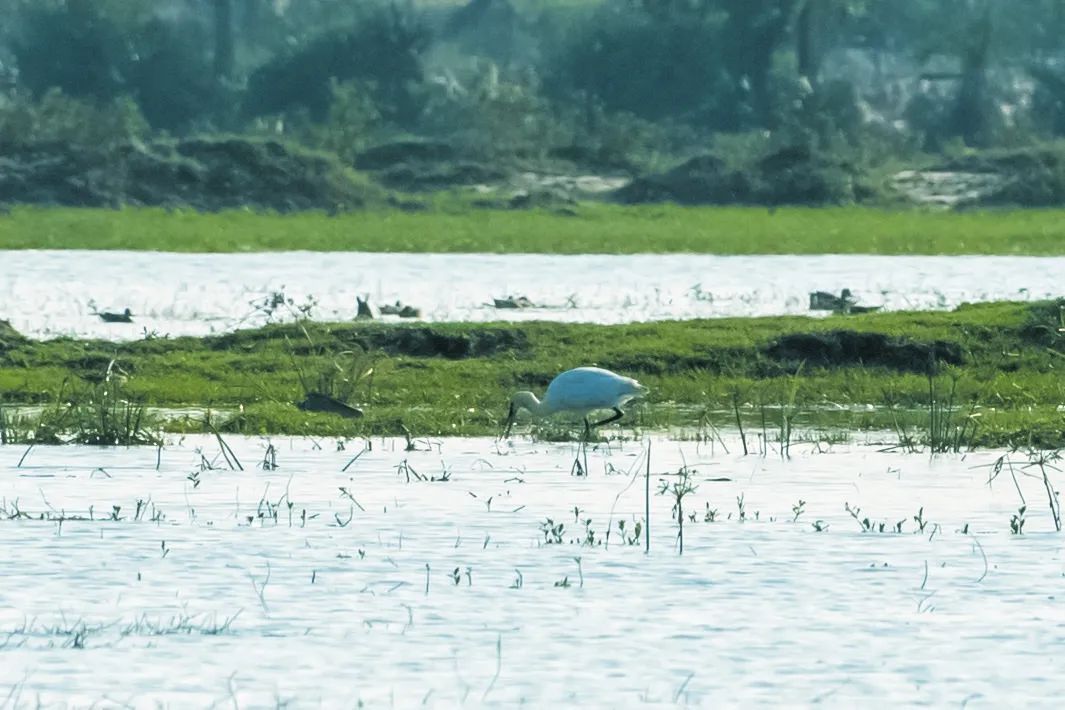 冬季来海南看“精灵”啦！这些地方可观测→