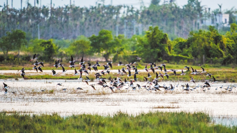 冬季来海南看“精灵”啦！这些地方可观测→