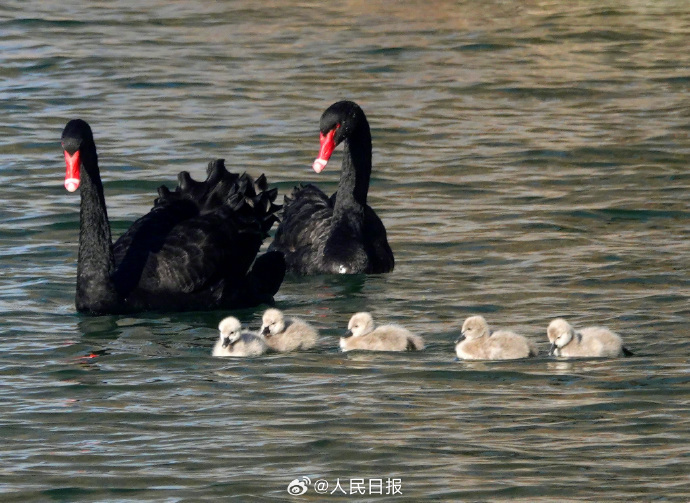 可可爱爱！被颐和园的黑天鹅幼崽萌化了