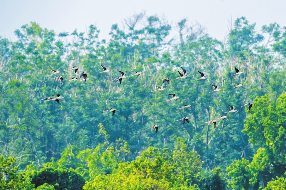 冬季来海南看“精灵”啦！这些地方可观测→
