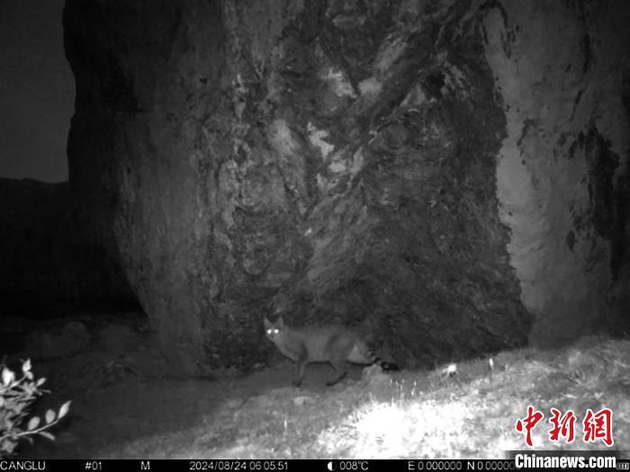 九寨沟国家级自然保护区首次发现国家一级保护动物——荒漠猫