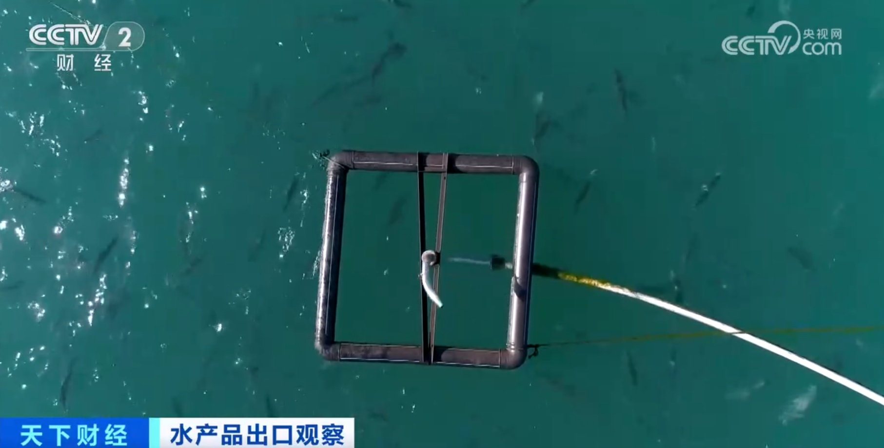 河鲀、牡蛎、虹鳟鱼产销“火热” 我国水产品出口数量同比实现两位数增长