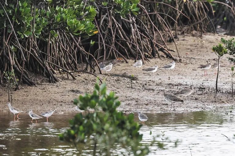 冬季来海南看“精灵”啦！这些地方可观测→