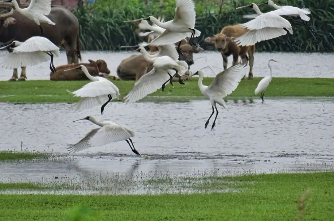 冬季来海南看“精灵”啦！这些地方可观测→