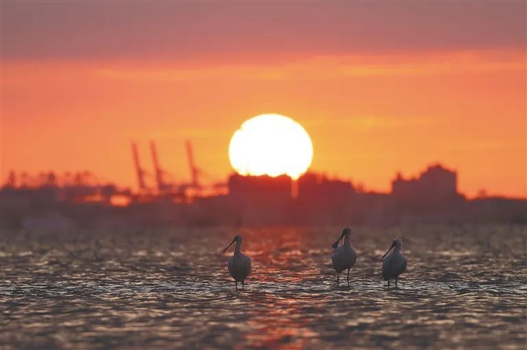 冬季来海南看“精灵”啦！这些地方可观测→