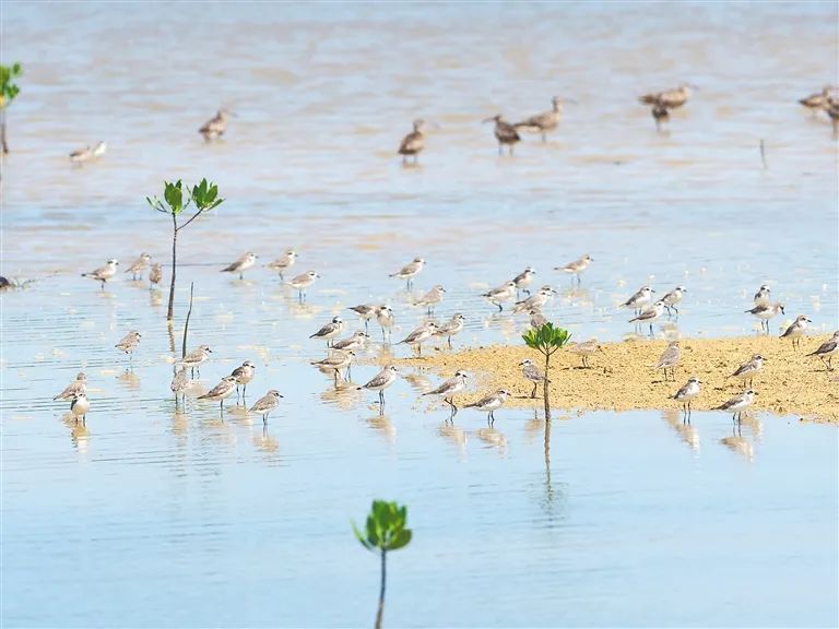 冬季来海南看“精灵”啦！这些地方可观测→