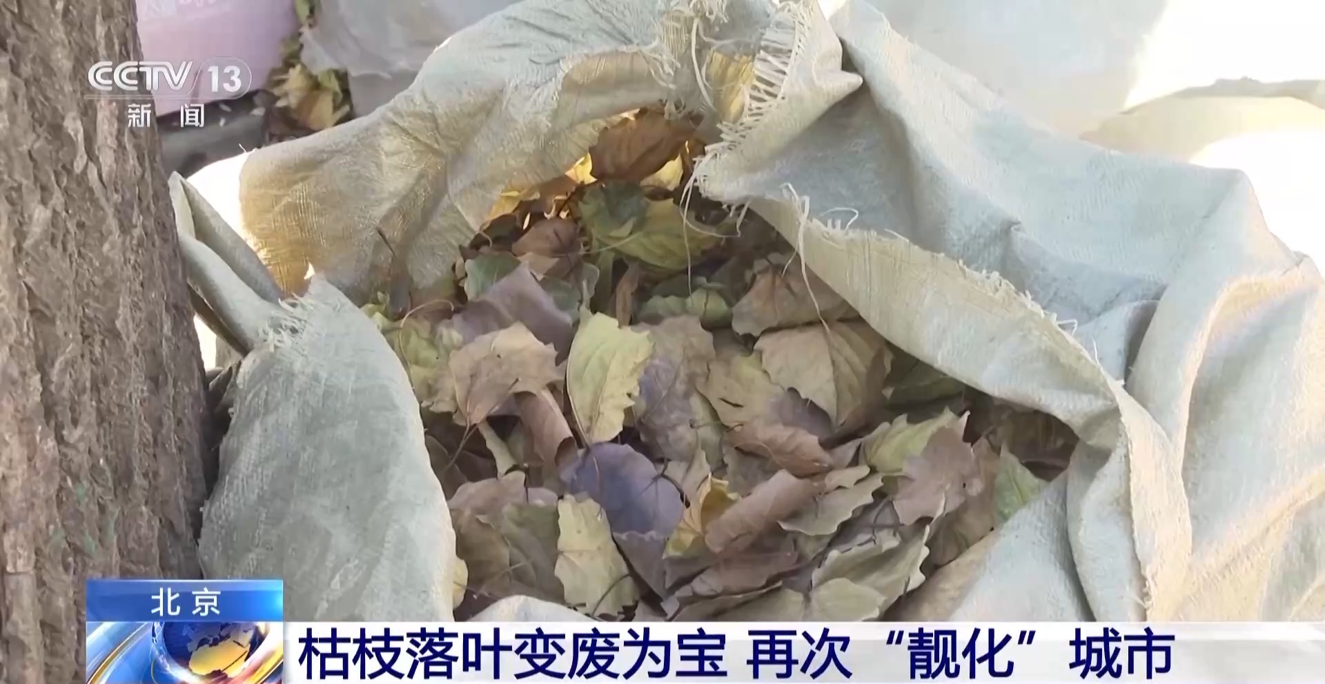 飘落的树叶都去哪儿了？其实它们有大用处