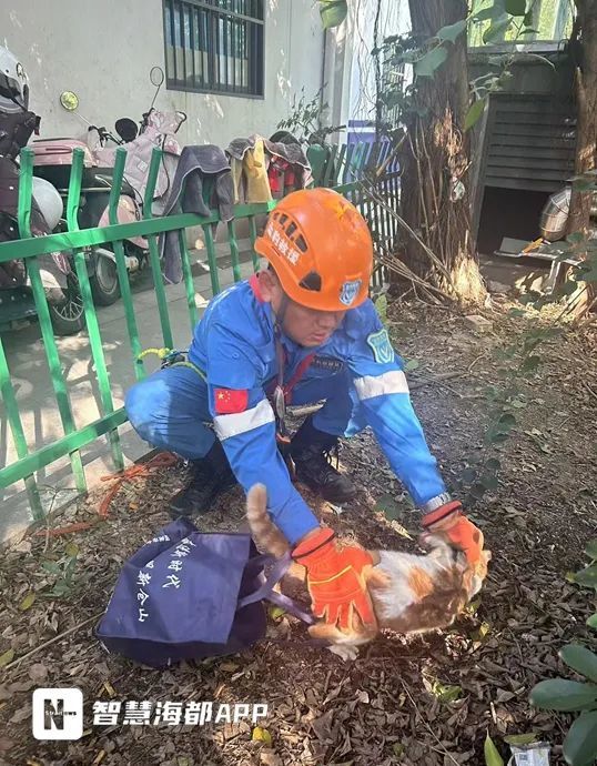 事发福州火车站北广场!被困2年,“猫坚强”获救! 事发福州火车站北广场!被困2年,“猫坚强”获救!